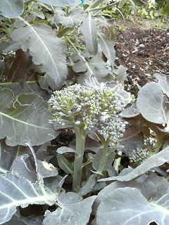 P1070028 (3).jpg
